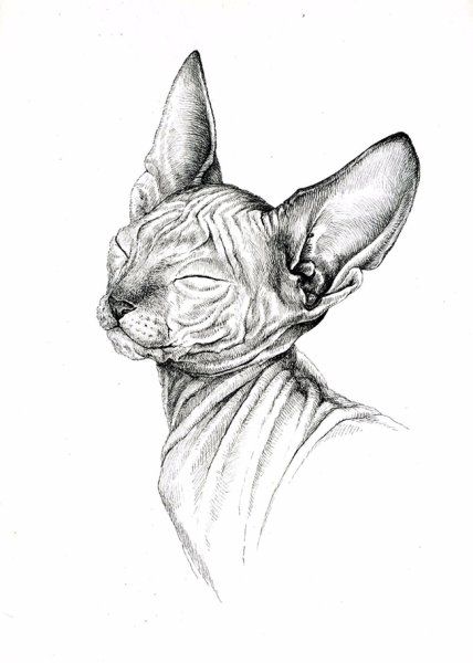Сфинкс рисунок