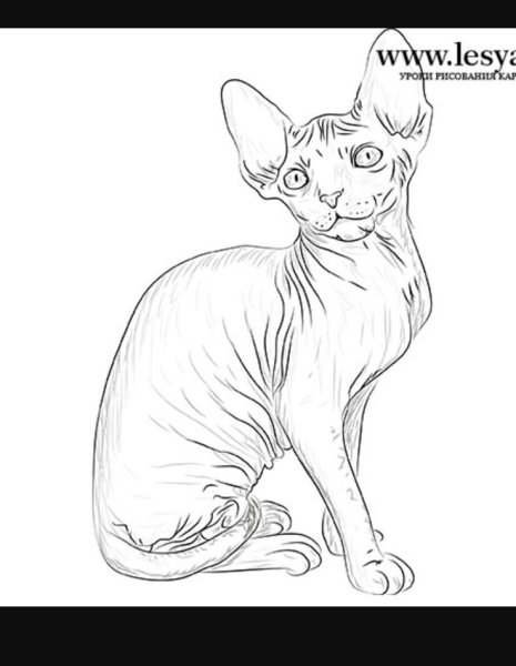 Кот породы сфинкс
