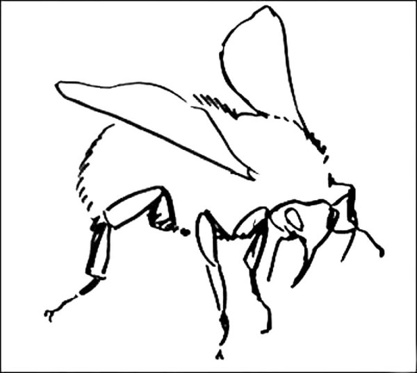 Полет шмеля раскраска