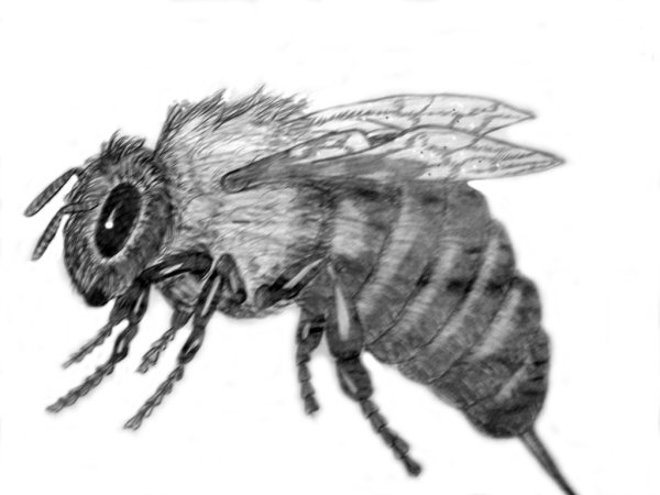 Шмель карандашом