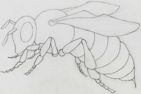 Поэтапное рисование пчелы