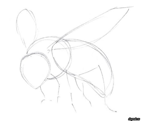 Поэтапное рисование пчелы