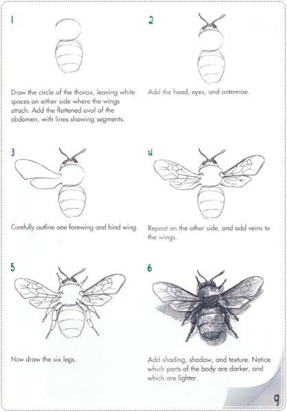 Шмель пошагово рисунок