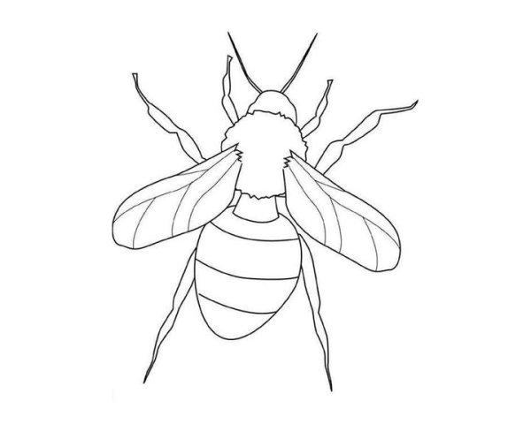 Раскраска насекомые Шмель
