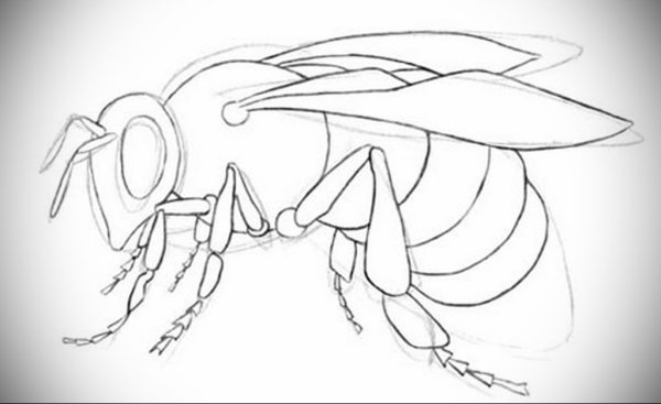 Рисунок пчелы карандашом для срисовки