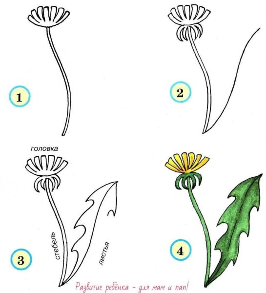 Акула пошаговое рисование