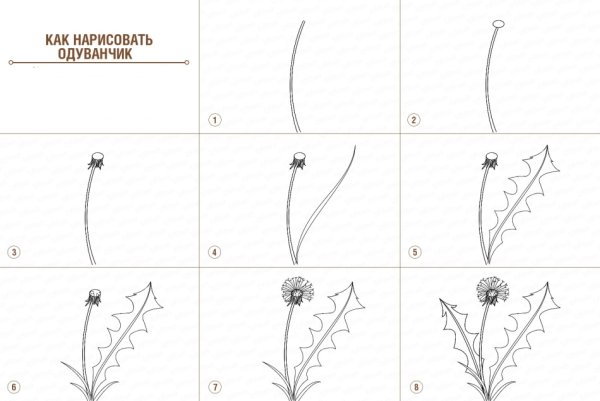 Рисунки подсолнухов карандашом