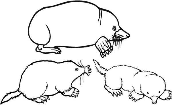 Крот рисунок
