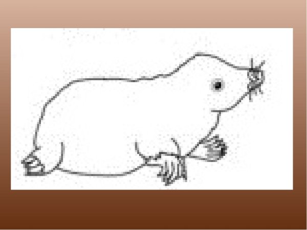 Крот поэтапное рисование