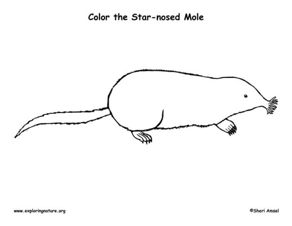 Рисование крота