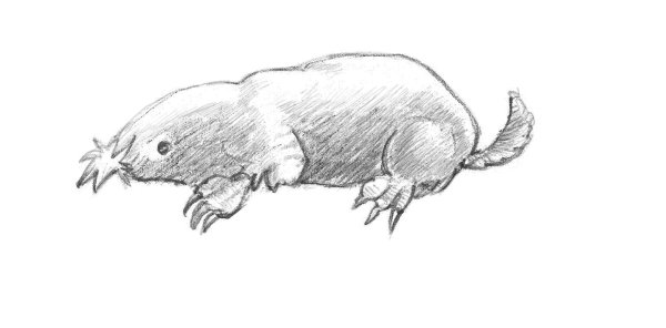 Крот поэтапное рисование