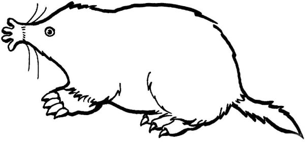 Крот раскраска