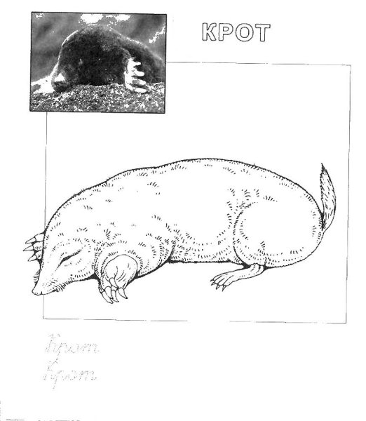 Крот карандашом