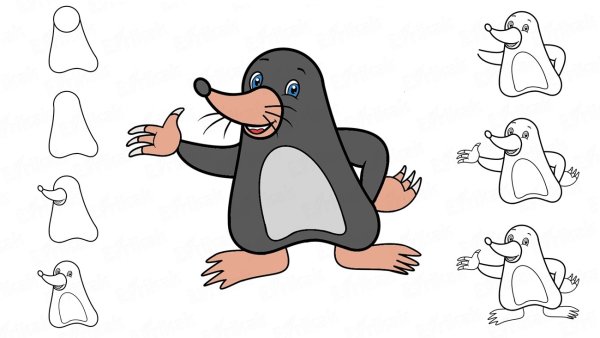 Почвенные обитатели Крот раскраска для детей