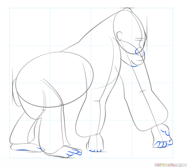 Поэтапное рисование гориллы