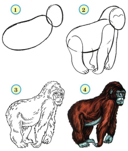 Схема рисования обезьяны