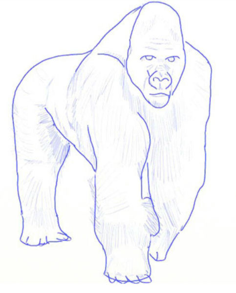 Поэтапное рисование гориллы