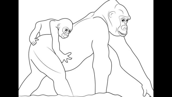 Горилла раскраска для детей