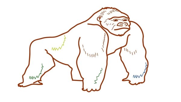 Поэтапное рисование гориллы
