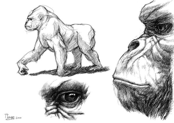 Набросок гориллы