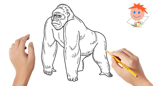 How to draw a Gorilla