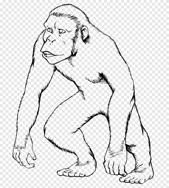 Шимпанзе раскраска