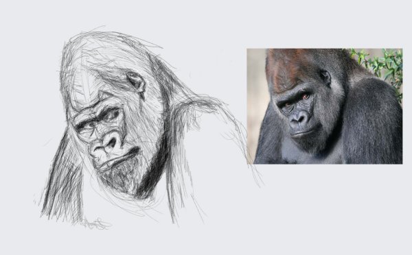 Рисунок морды гориллы карандашом