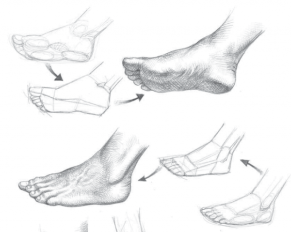 Пропорции ступни человека для рисования