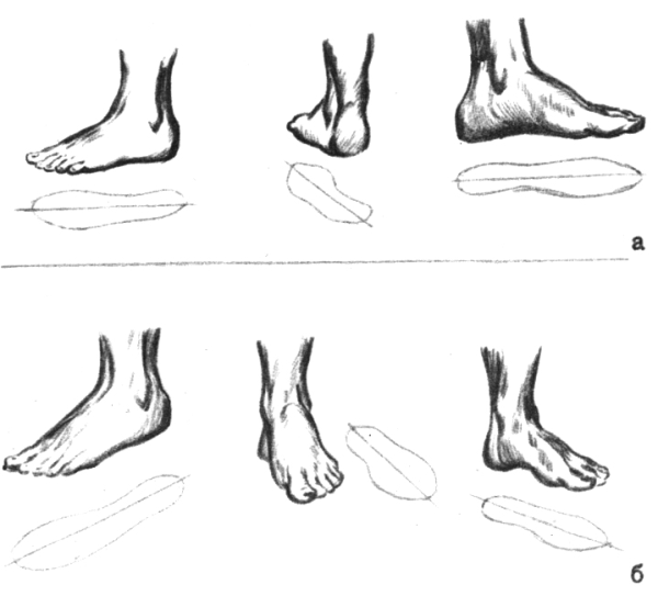 Стопа спереди