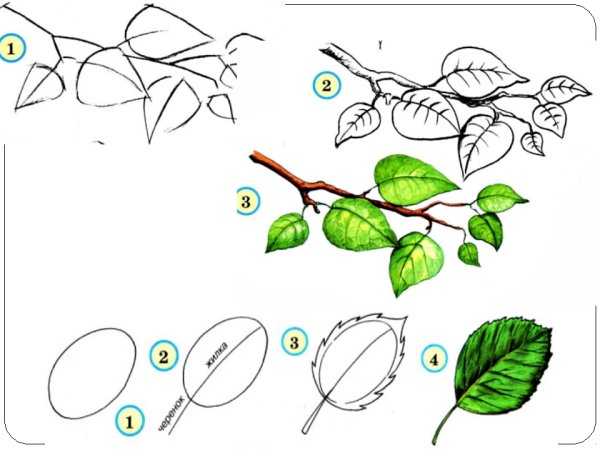 Поэтапное рисование деревьев и кустарников