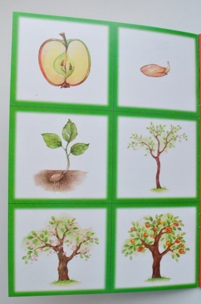 Этапы роста яблони для детей