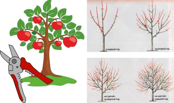 Фрукты поэтапное рисование