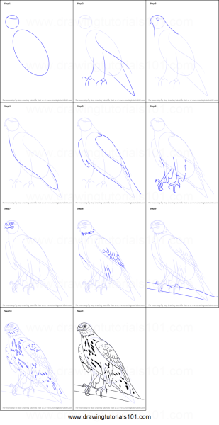 Сокол пошаговое рисование