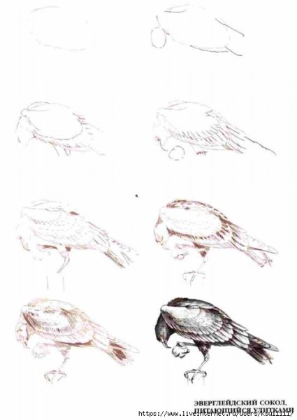 Поэтапные рисунки Сокола