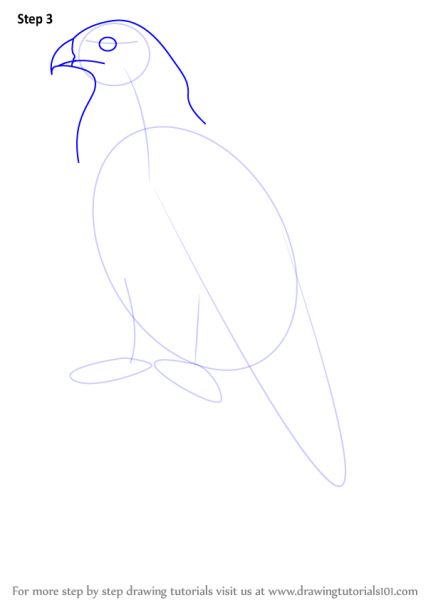 Сокол пошаговое рисование