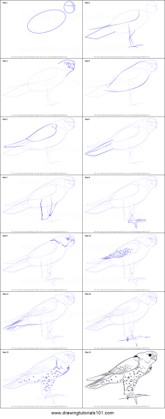 Туториал по рисованию птиц легко