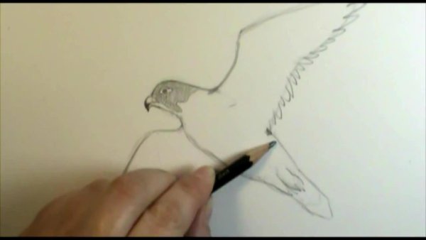 Рисование Сапсан поэтапно