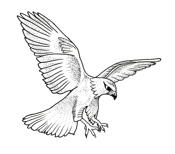 Сокол карандашом