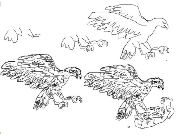 Ястреб рисунок для детей поэтапно