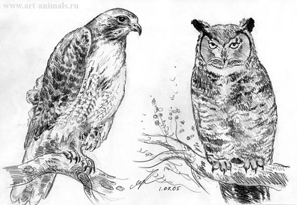 Сокол набросок карандашом