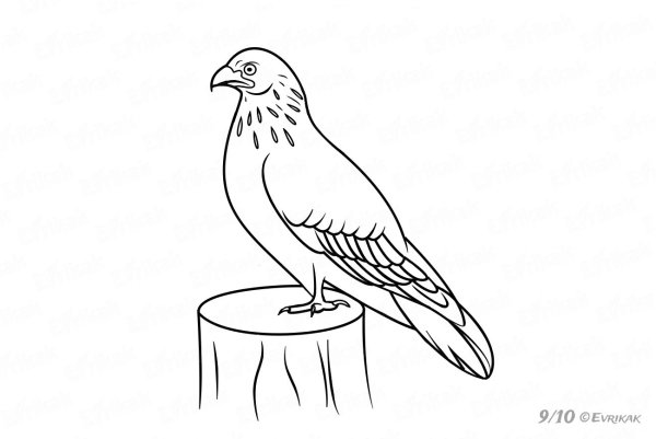 Коршун раскраска для детей