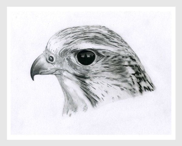 Голова Сокола эскиз