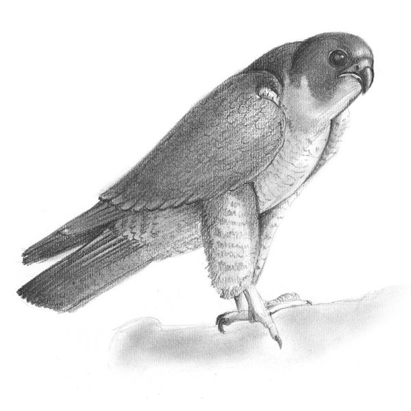 Сапсан птица карандашом