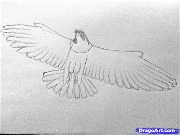 Сокол поэтапно летающий