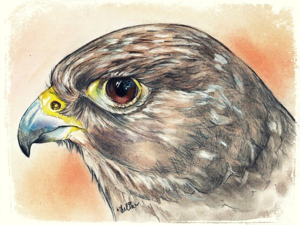 Сокол рисунок