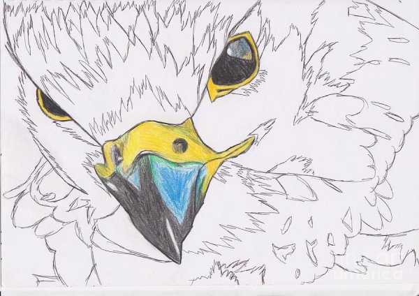 Нарисовать птицу правду