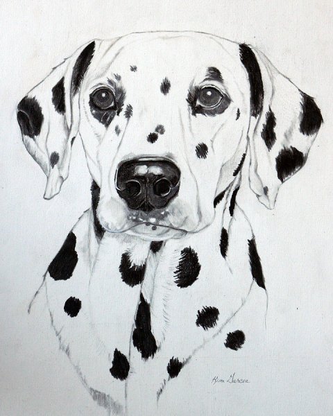 Далматинец карандашом