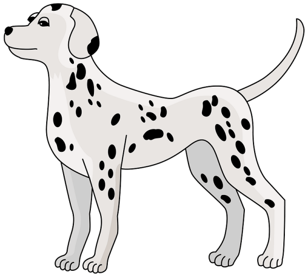 Далматин сбоку