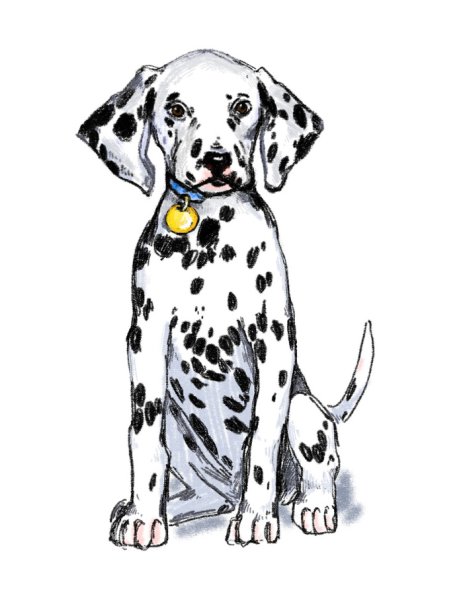 Далматинец референс