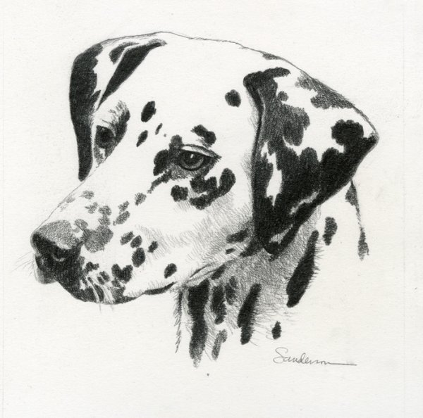 Далматин карандашом